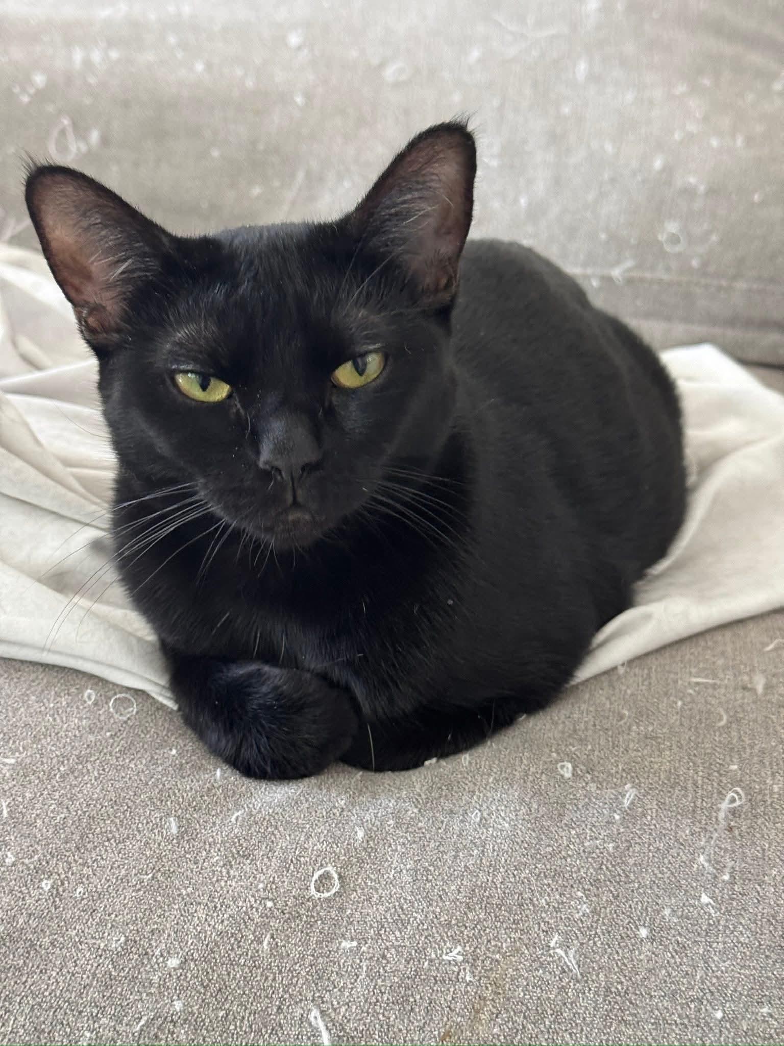 Mama, a Adoptable mixed breed in Youngtown, AZ image 2/4