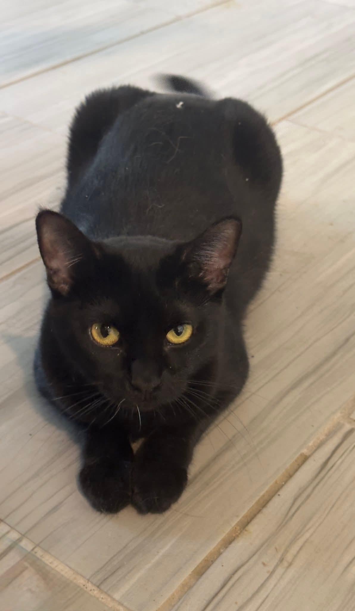 Mama, a Adoptable mixed breed in Youngtown, AZ image 3/4