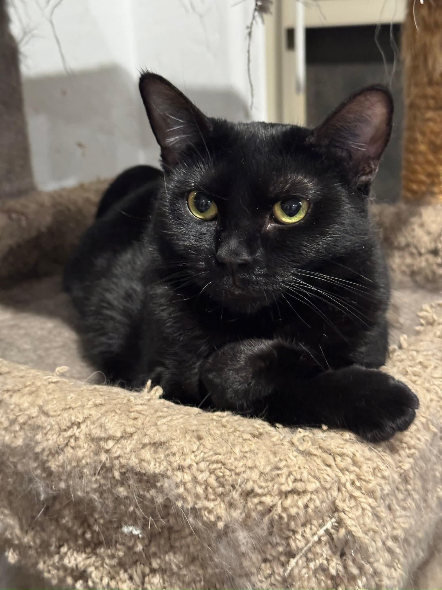 Mama, a Adoptable mixed breed in Youngtown, AZ image 4/4