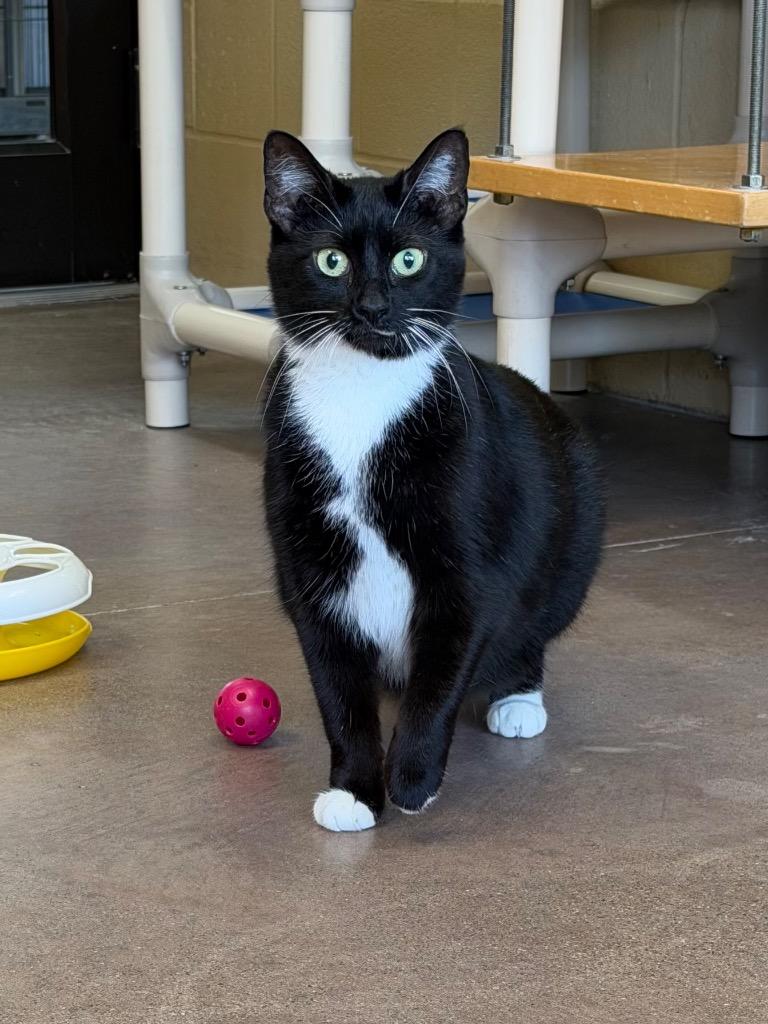 Pyroar, Adoptable, Young Female Domestic Short Hair.