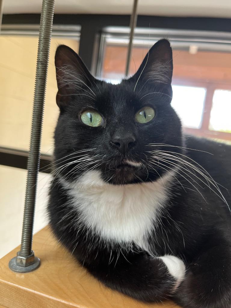 Enlarge Pyroar, a Adoptable mixed breed in Cincinnati, OH image 2/3