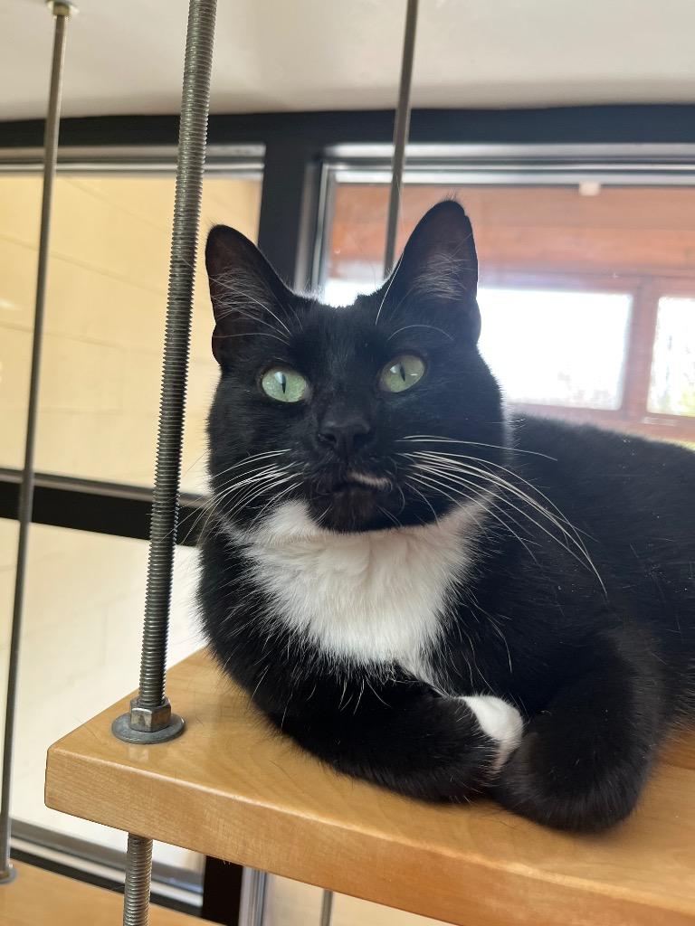 Enlarge Pyroar, a Adoptable mixed breed in Cincinnati, OH image 3/3