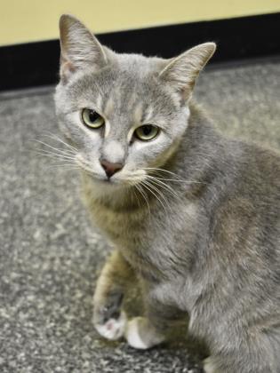 Moolatte, Adoptable, Adult Female Domestic Short Hair & Domestic Short Hair.