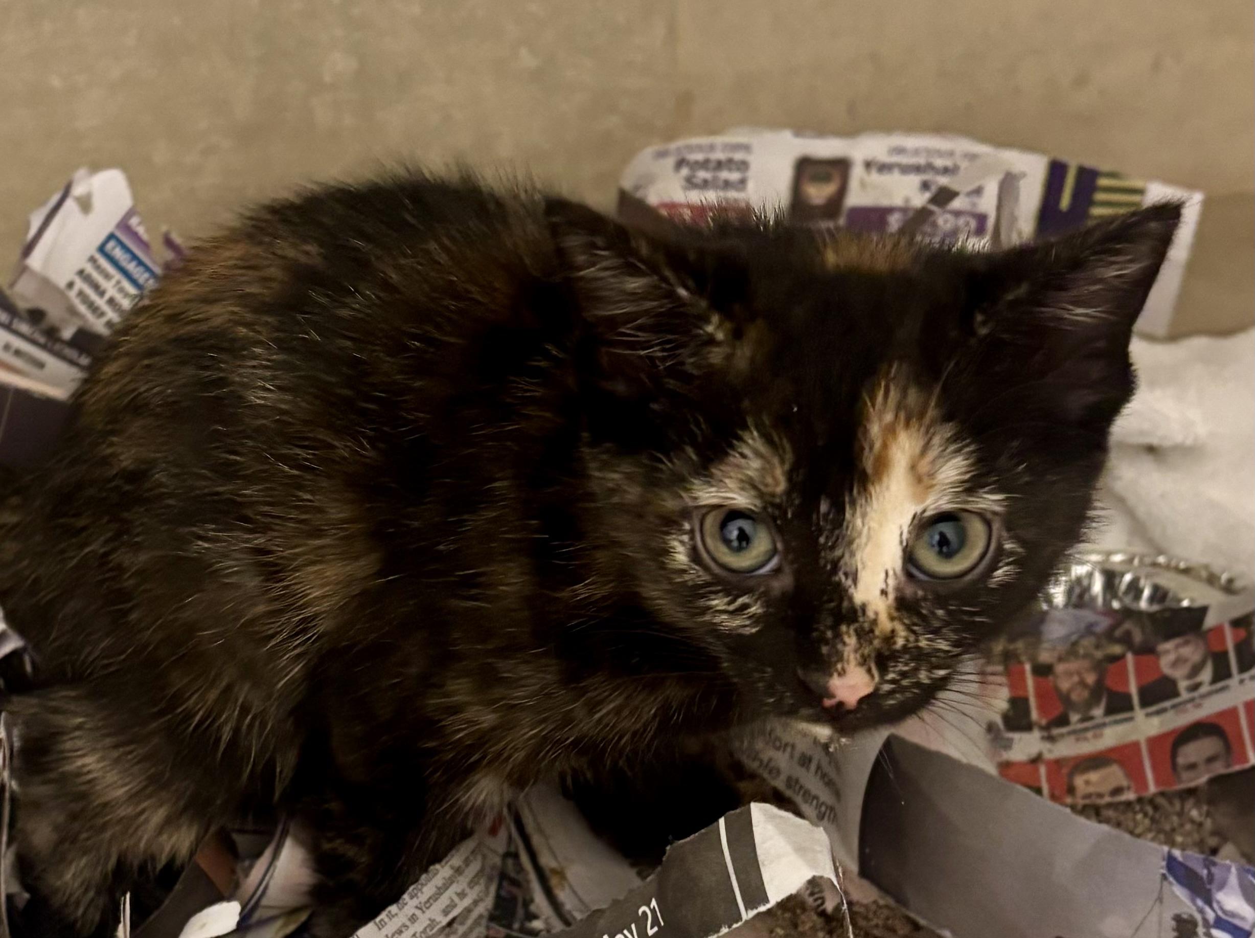 Marina, ADOPTABLE, Young Female Tortoiseshell.