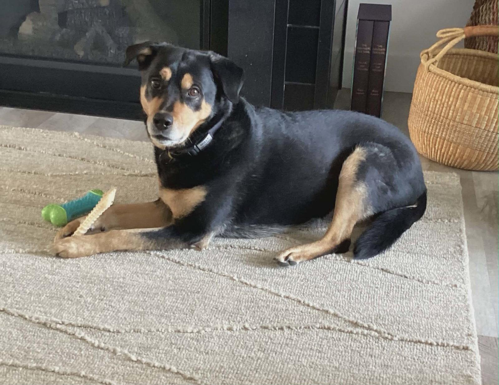 Enlarge Molly, a Adoptable Rottweiler in Waterloo, IA image 1/1