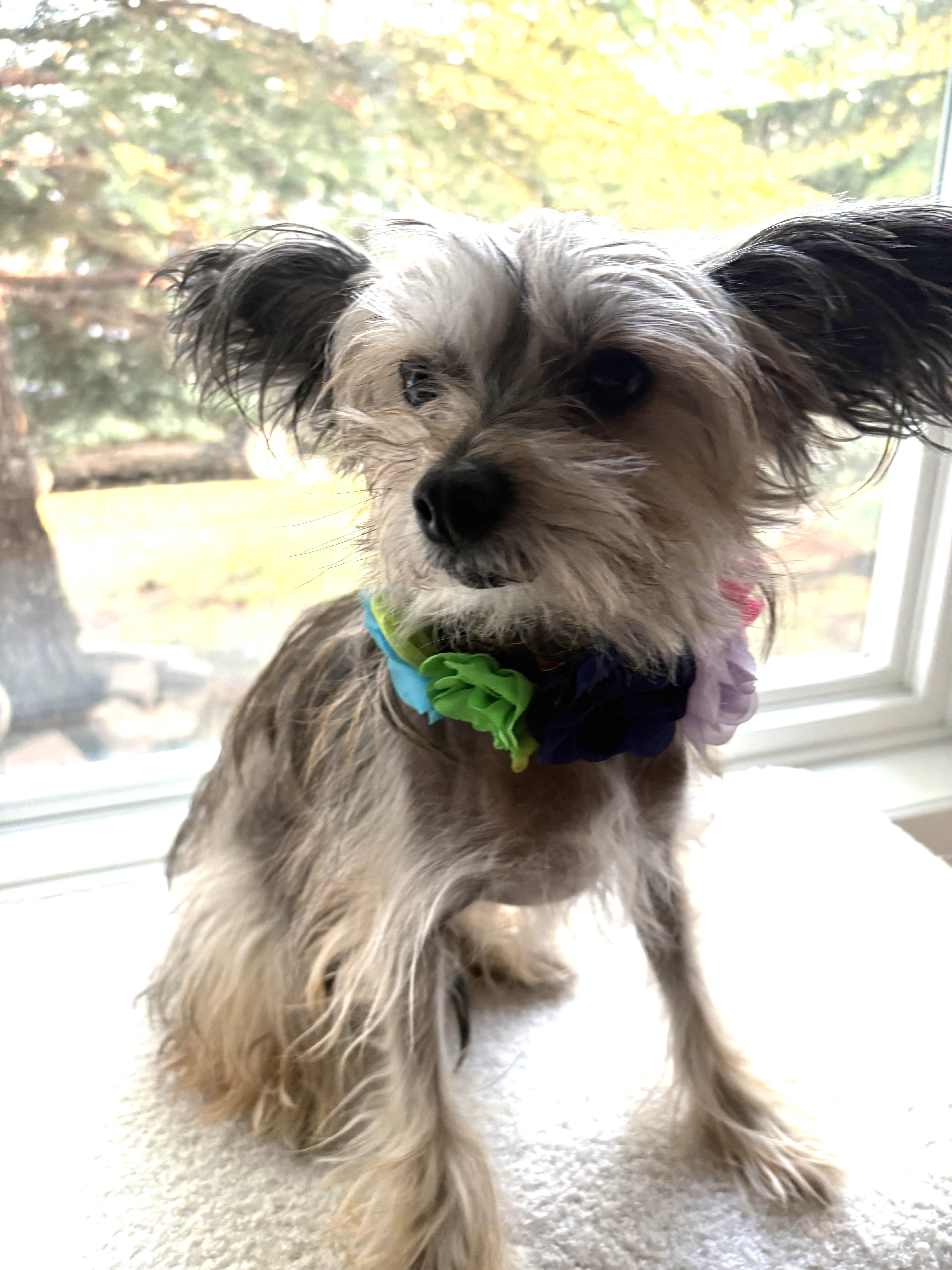 Gina, an adoptable Chinese Crested Dog in Calgary, AB image 5/6