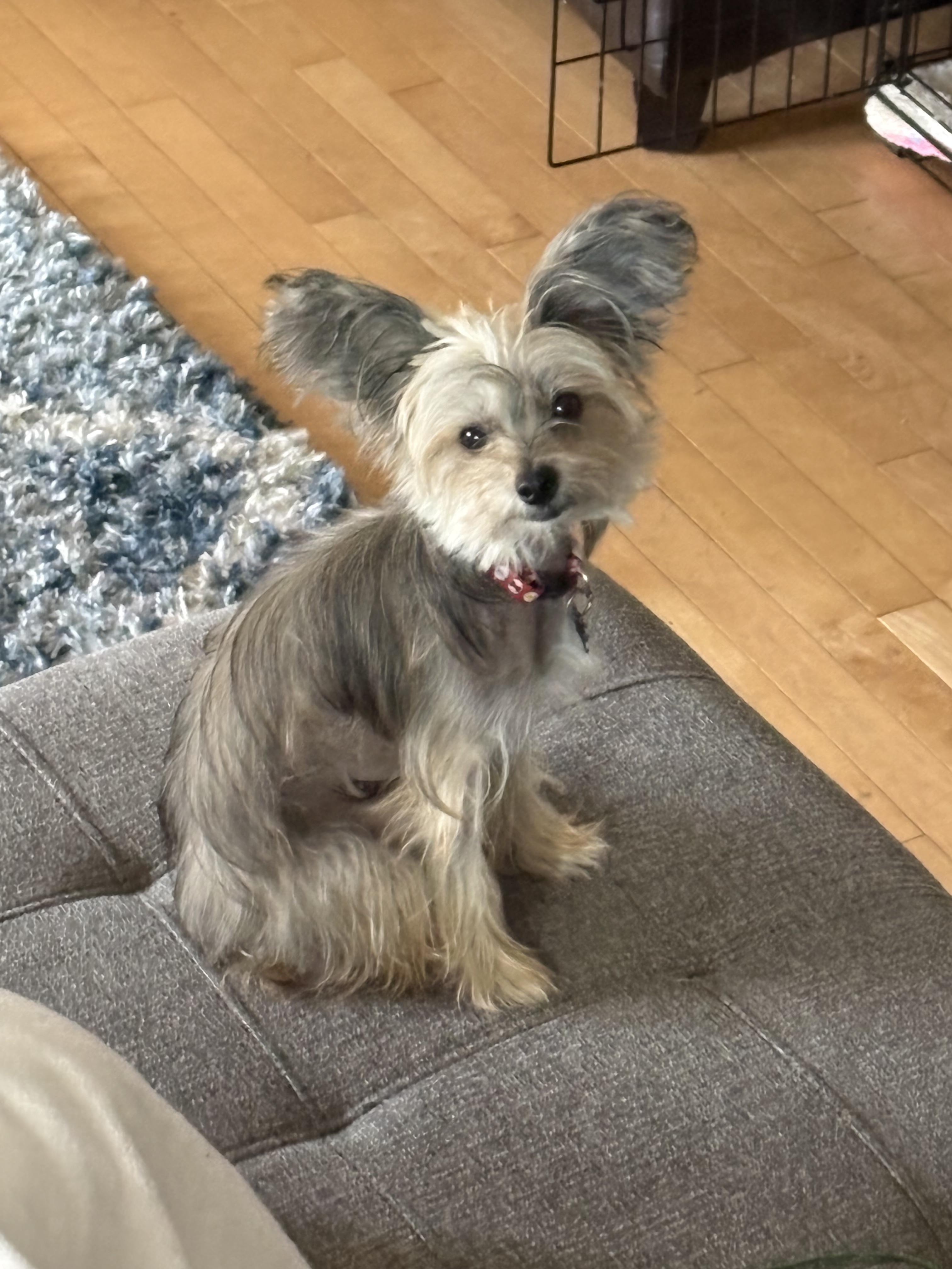 Gina, an adoptable Chinese Crested Dog in Calgary, AB image 6/6