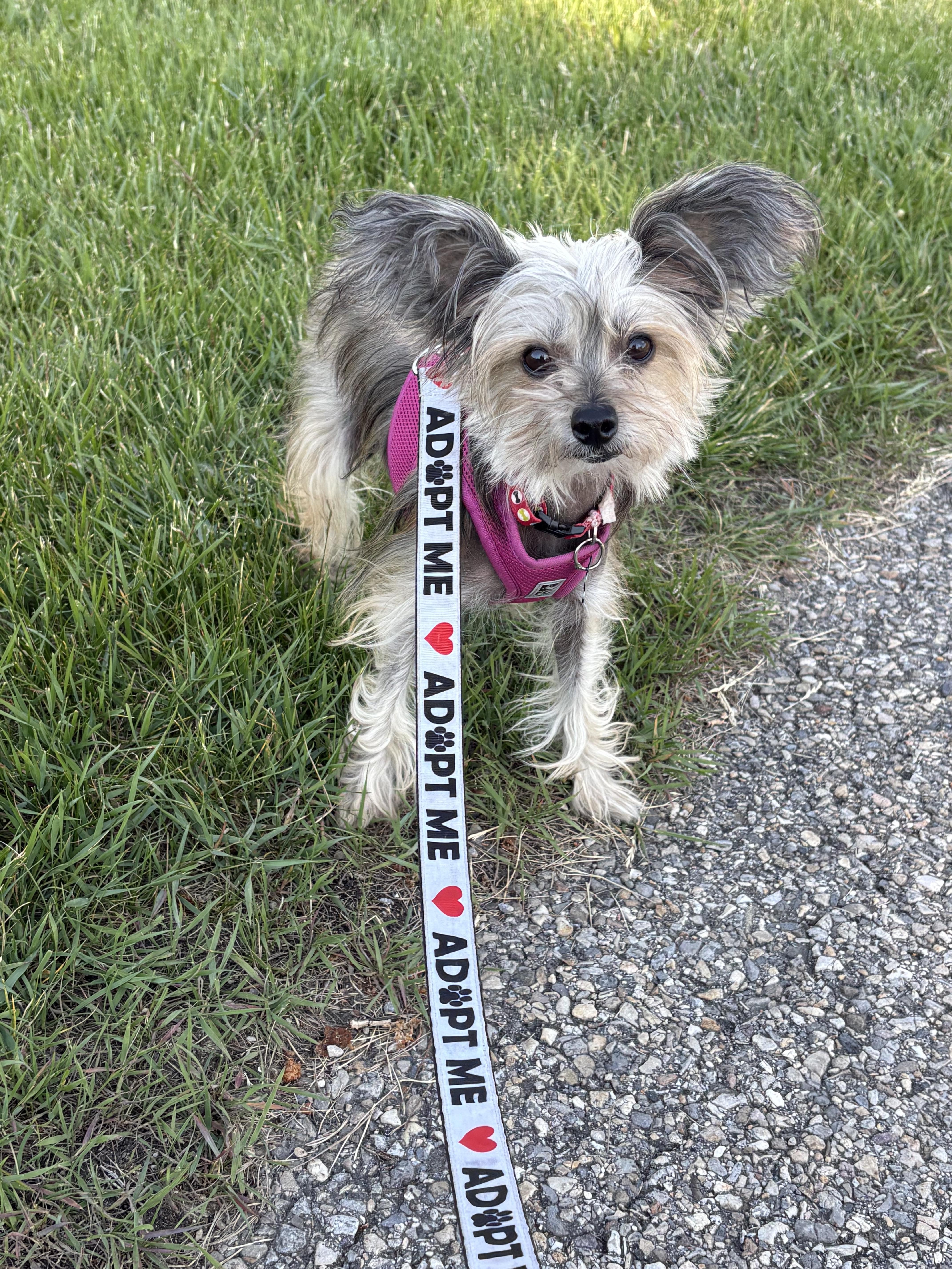 Gina, an adoptable Chinese Crested Dog in Calgary, AB image 4/6