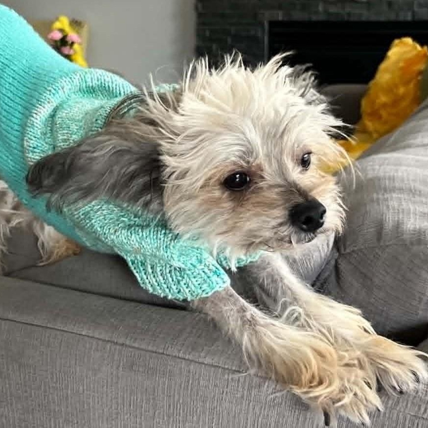 Gina, an adoptable Chinese Crested Dog in Calgary, AB image 2/3