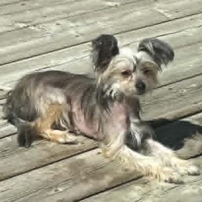 Gina, an adoptable Chinese Crested Dog in Calgary, AB image 3/3