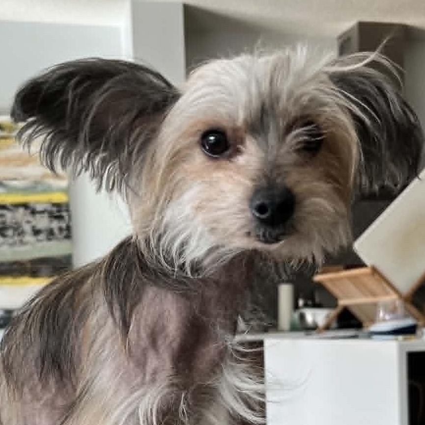 Gina, an adoptable Chinese Crested Dog in Calgary, AB image 1/3