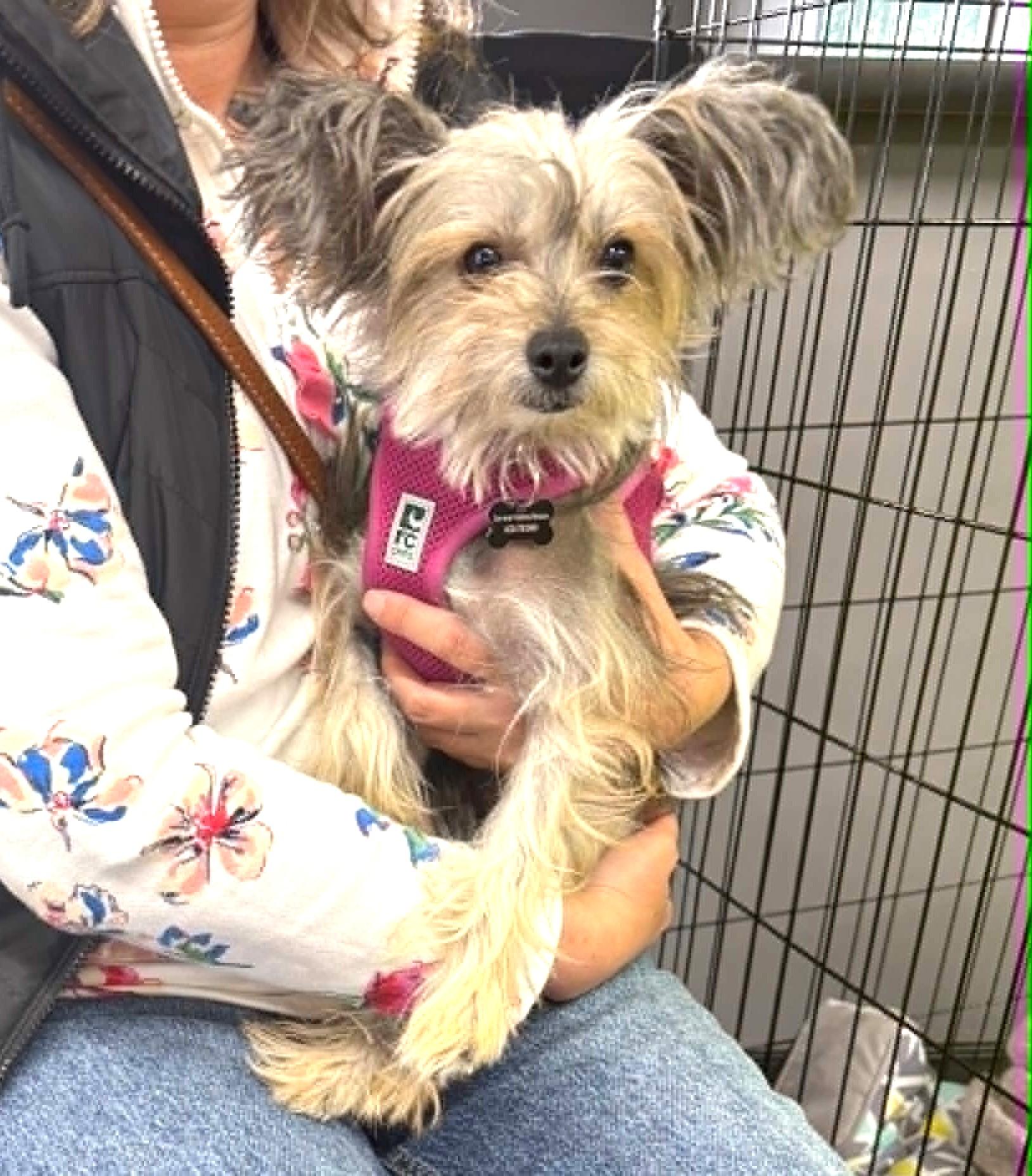 Gina, adoptable, Adult Female Chinese Crested Dog.