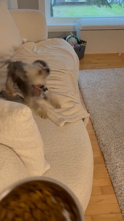 Enlarge Gina, an adoptable Chinese Crested Dog in Calgary, AB video 1/6