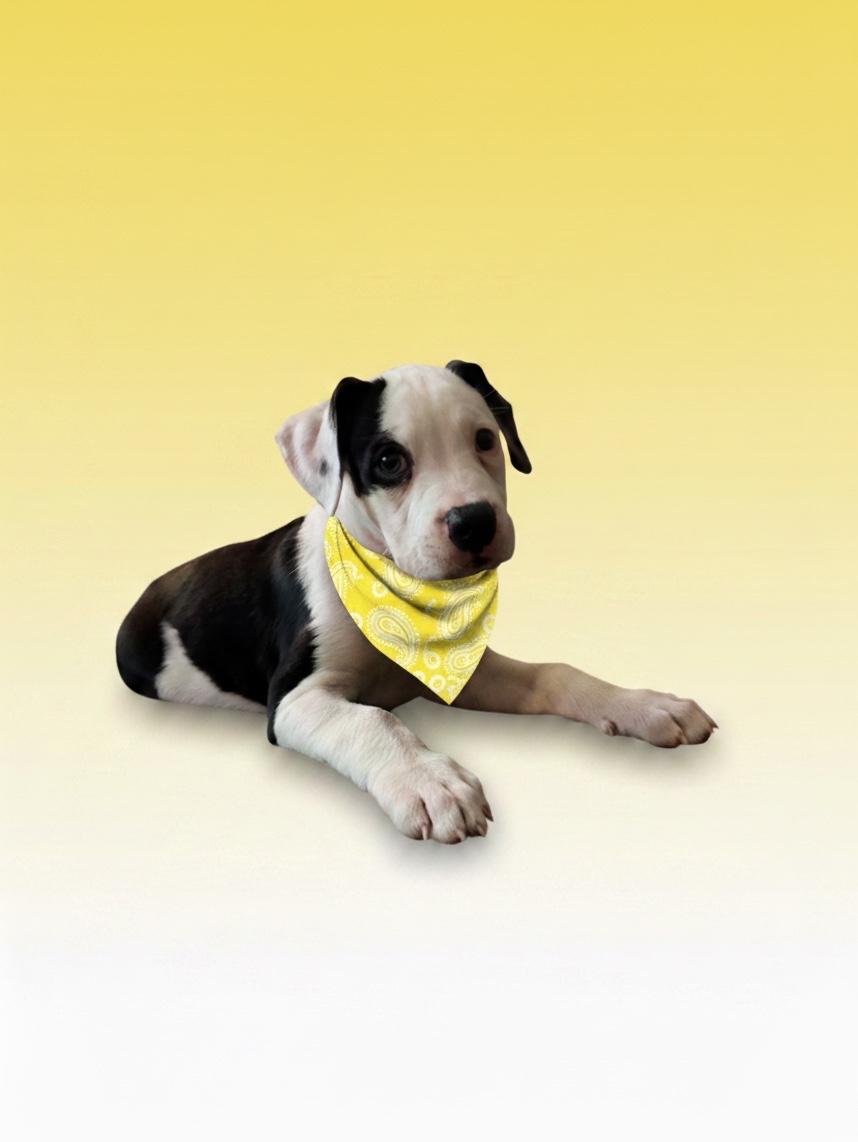 Enlarge Penguin- ADOPT Me, a ADOPTABLE mixed breed in Redondo Beach, CA image 2/2
