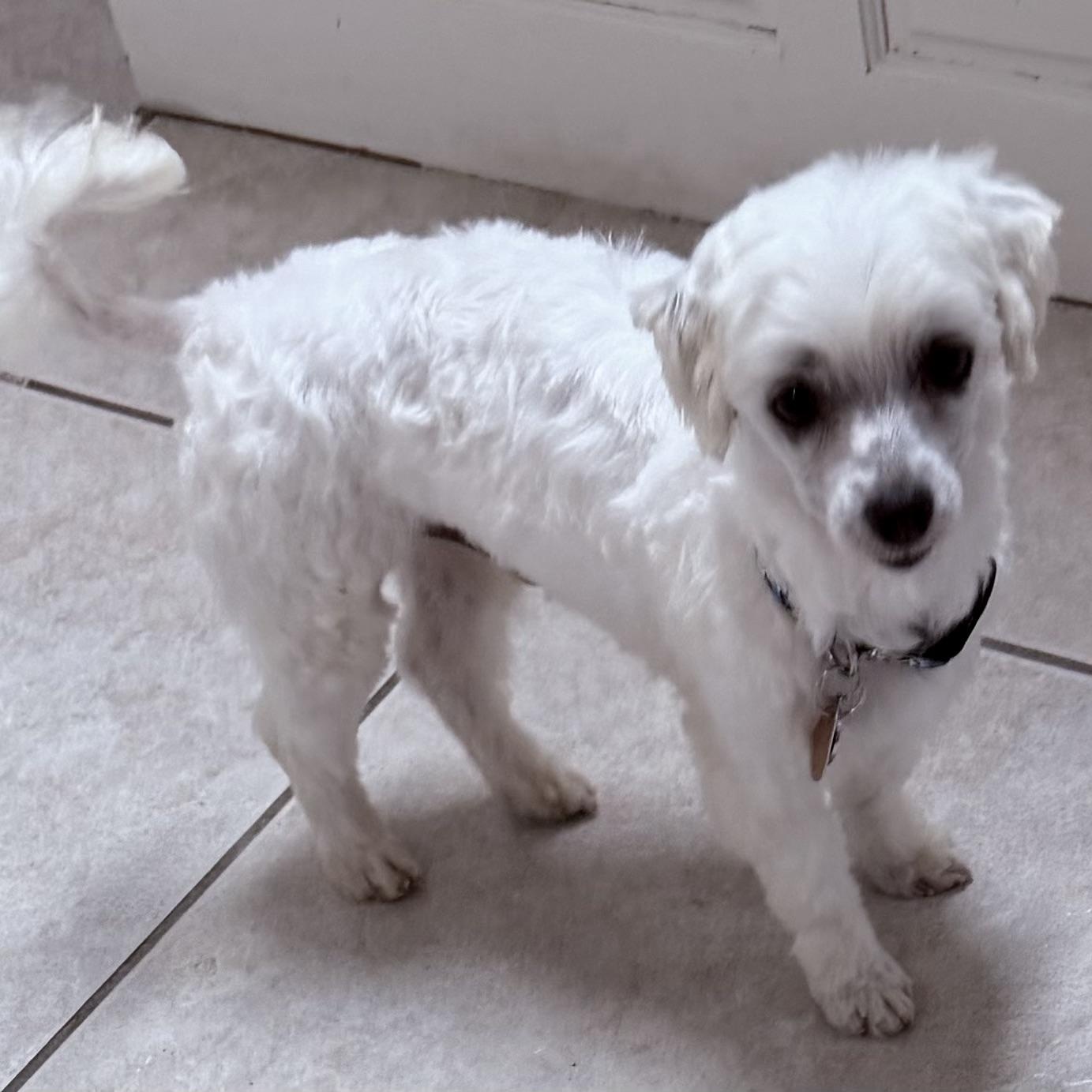 Enlarge Bisque Miller, a Adoptable Maltese in Plano, TX image 1/1