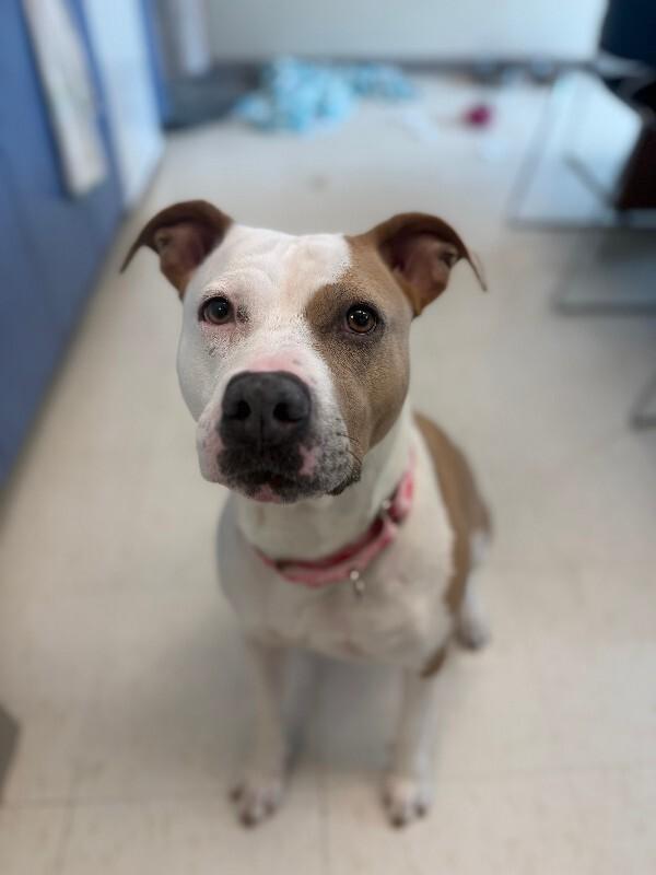 Patches, a Adoptable American Staffordshire Terrier in Disputanta, VA image 1/5