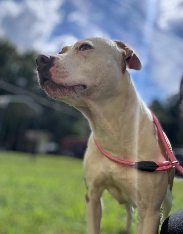 Patches, Adoptable, Adult Female American Staffordshire Terrier.