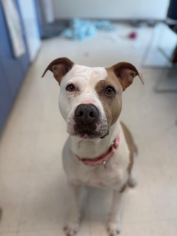 Patches, a Adoptable American Staffordshire Terrier in Disputanta, VA image 2/5