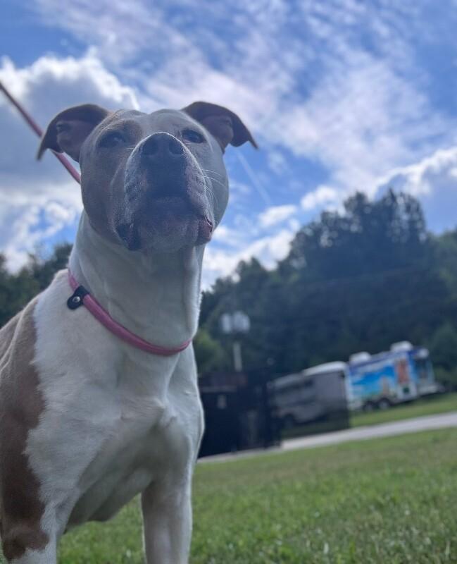 Patches, a Adoptable American Staffordshire Terrier in Disputanta, VA image 2/5