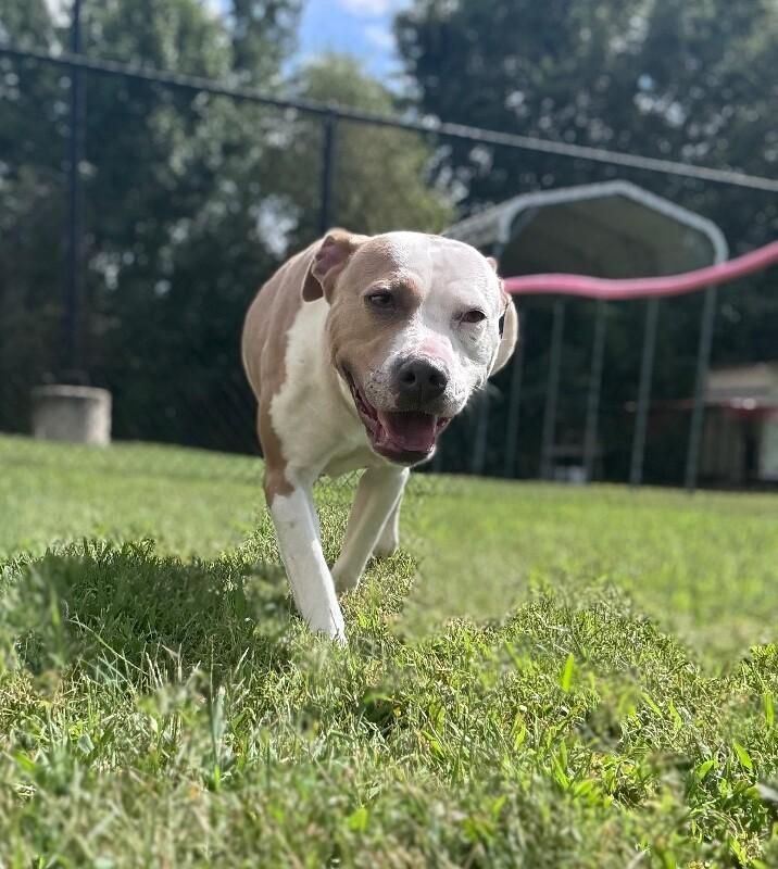 Patches, a Adoptable American Staffordshire Terrier in Disputanta, VA image 4/5