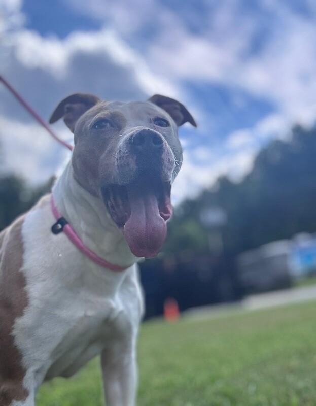 Patches, a Adoptable American Staffordshire Terrier in Disputanta, VA image 5/5