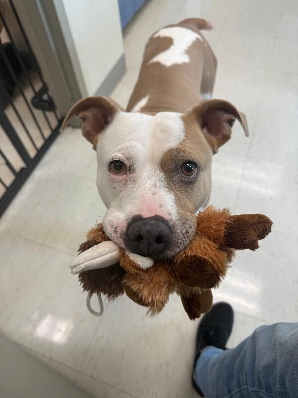 Patches, a Adoptable American Staffordshire Terrier in Disputanta, VA image 4/5