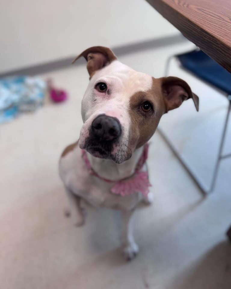 Enlarge Patches, a Adoptable American Staffordshire Terrier in Disputanta, VA image 5/6