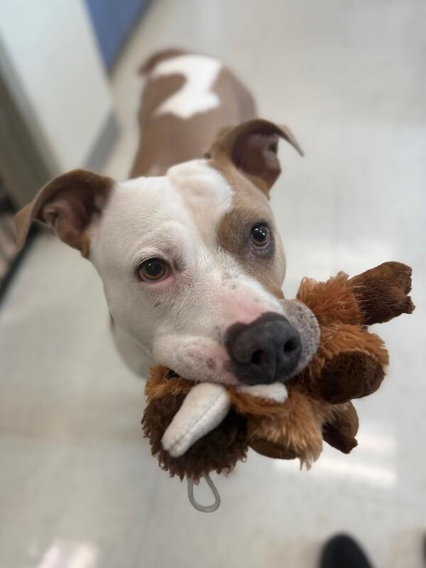 Patches, a Adoptable American Staffordshire Terrier in Disputanta, VA image 5/5