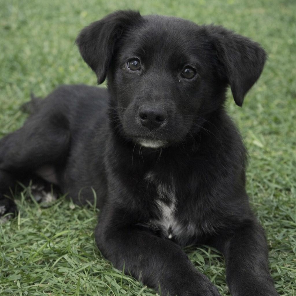 Enlarge LENORE, an adopted mixed breed in Cranston, RI image 2/2