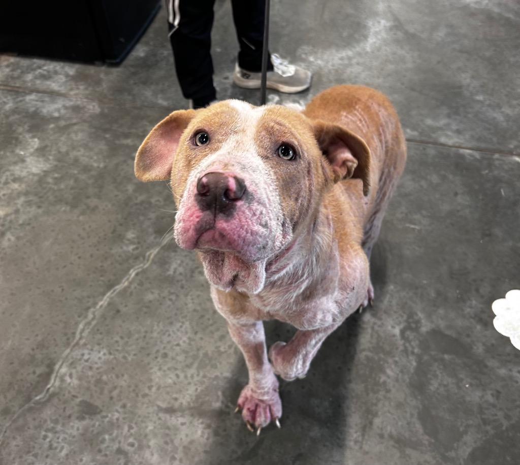 Lilly/Zaria, Adoptable, Young Female Pit Bull Terrier.