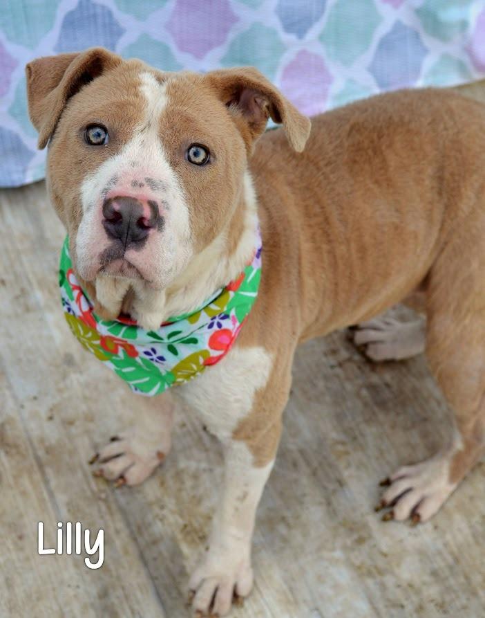 Enlarge Lilly/Zaria, a Adoptable Pit Bull Terrier in Gautier, MS image 2/2
