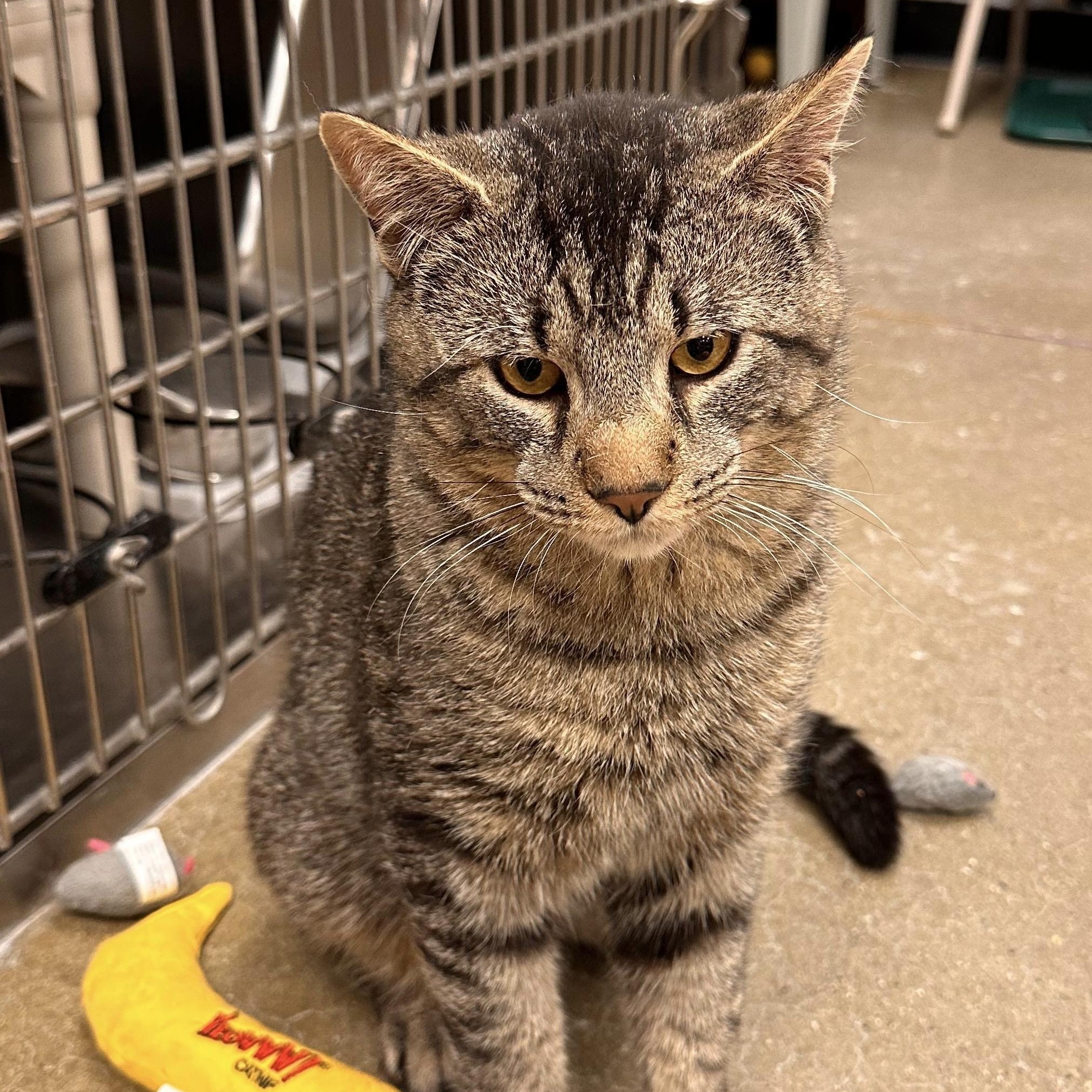 Constantine, a ADOPTABLE Domestic Short Hair in Maple Shade, NJ image 2/2