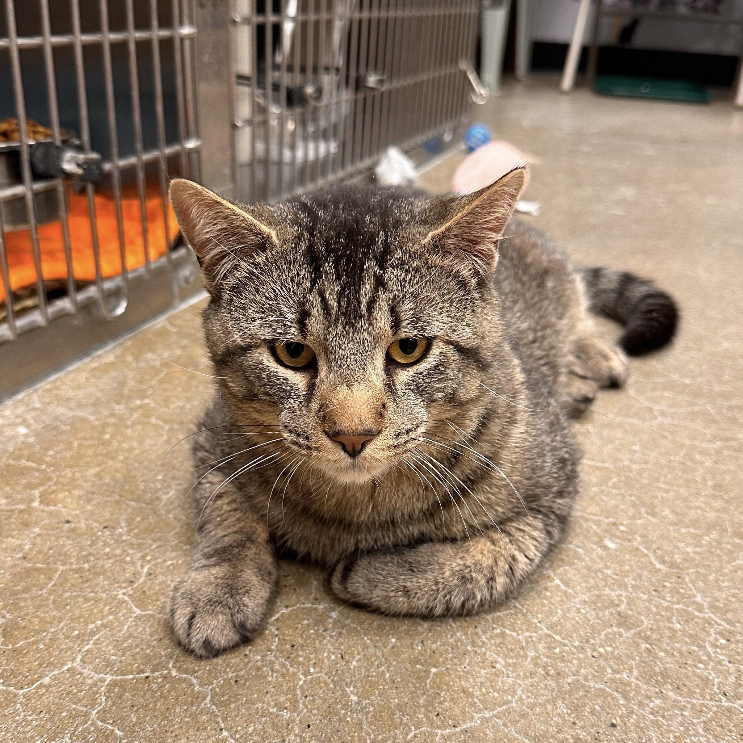 Constantine, ADOPTABLE, Adult Male Domestic Short Hair.