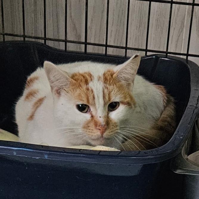 Fabulaso, Adoptable, Young Male Domestic Short Hair & Domestic Short Hair.