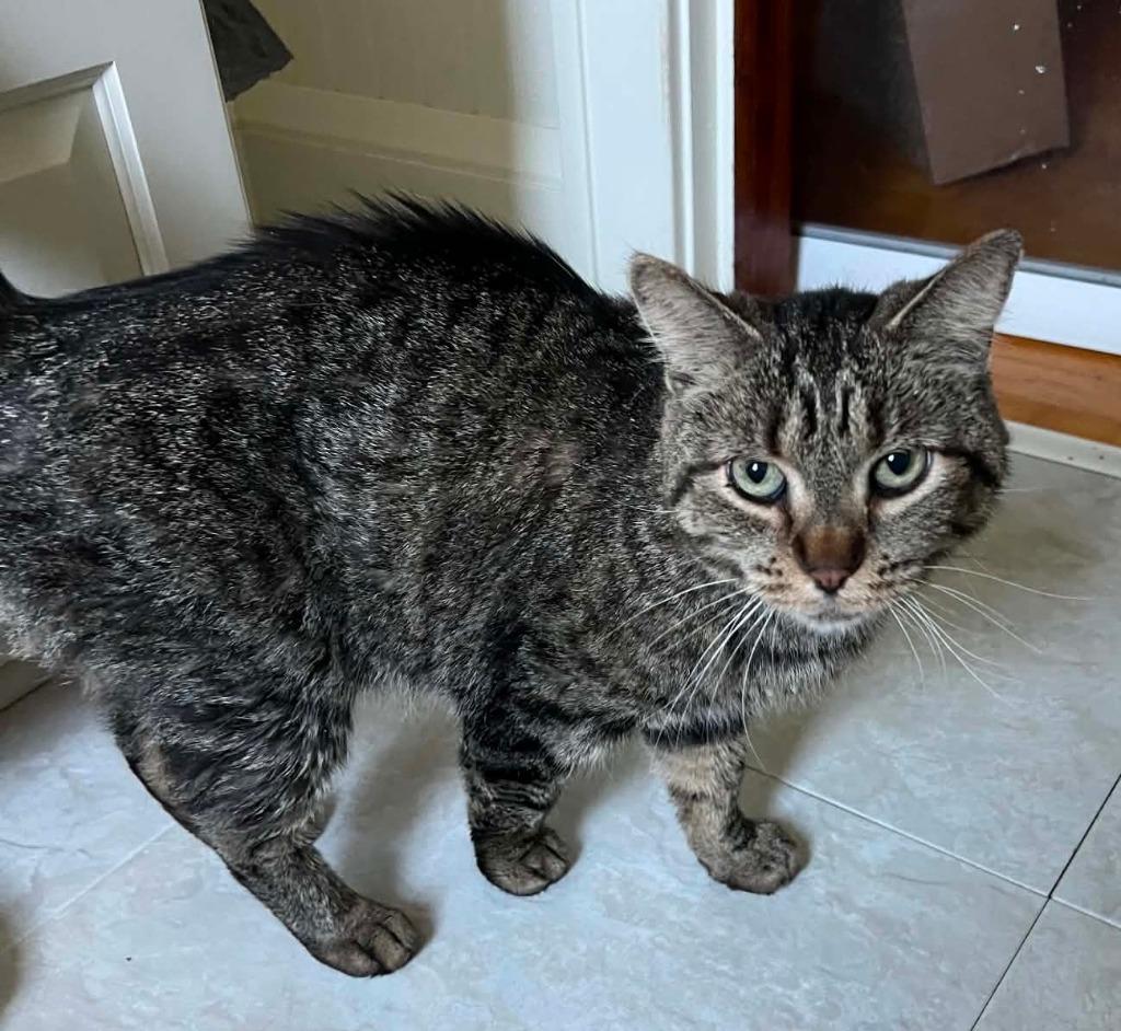 Truffle, Adoptable, Adult Female Domestic Short Hair.