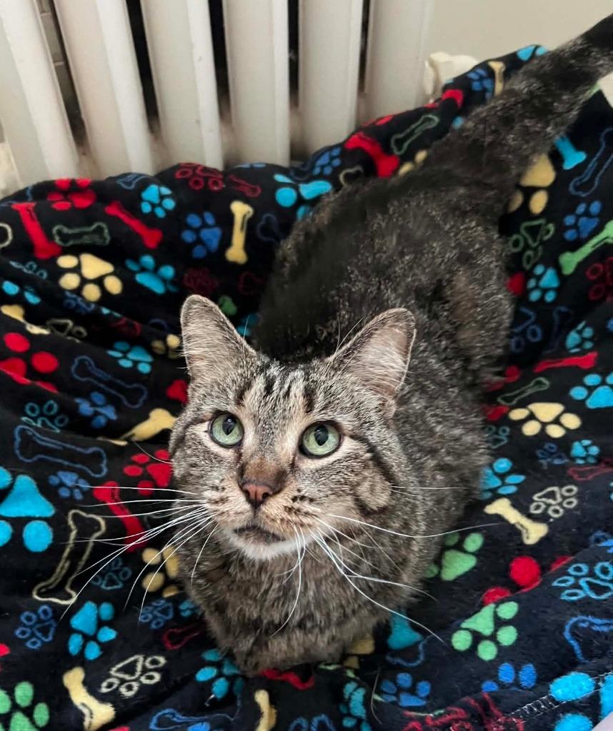 Truffle, a Adoptable mixed breed in Fond Du Lac, WI image 2/4