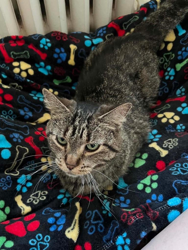 Truffle, a Adoptable mixed breed in Fond Du Lac, WI image 3/4