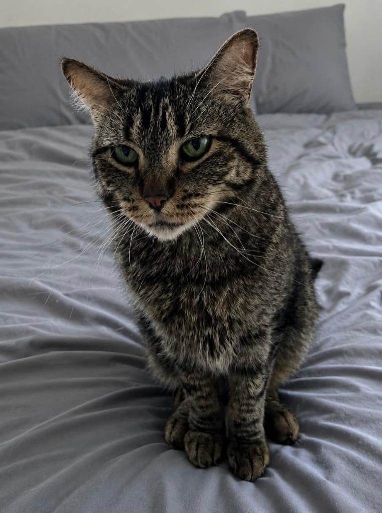 Truffle, a Adoptable mixed breed in Fond Du Lac, WI image 4/4