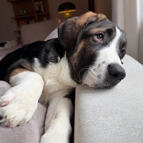 Enlarge Monday, an adopted mixed breed in Scarborough, ON image 5/6