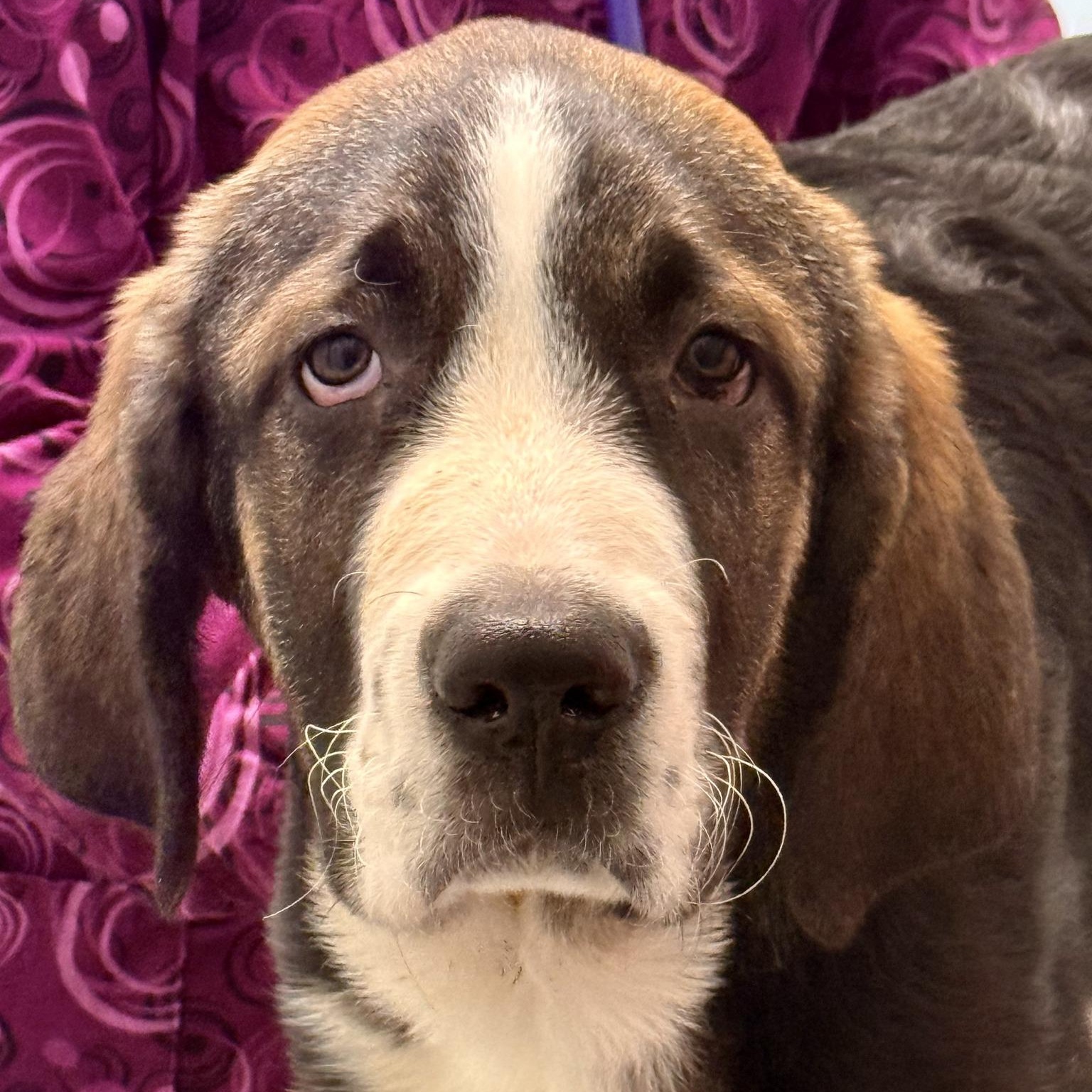Monday, adopted, Puppy Female Saint Bernard & Newfoundland Dog.