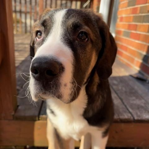 Enlarge Monday, an adopted mixed breed in Scarborough, ON image 2/6