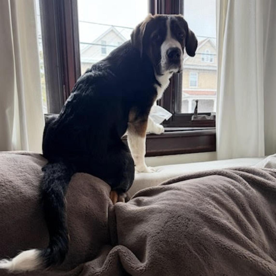 Enlarge Monday, an adopted mixed breed in Scarborough, ON image 4/6