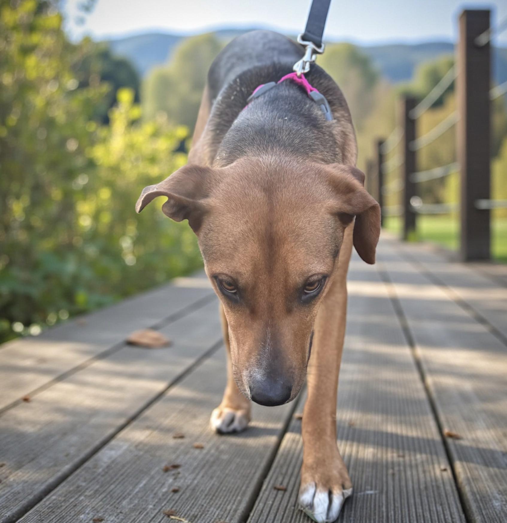 Victoria thumbnail 2