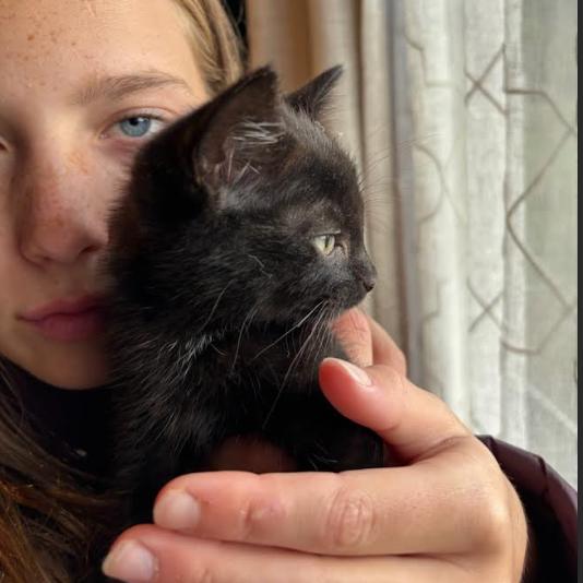 Paneer, Adoptable, Kitten Female Domestic Short Hair.