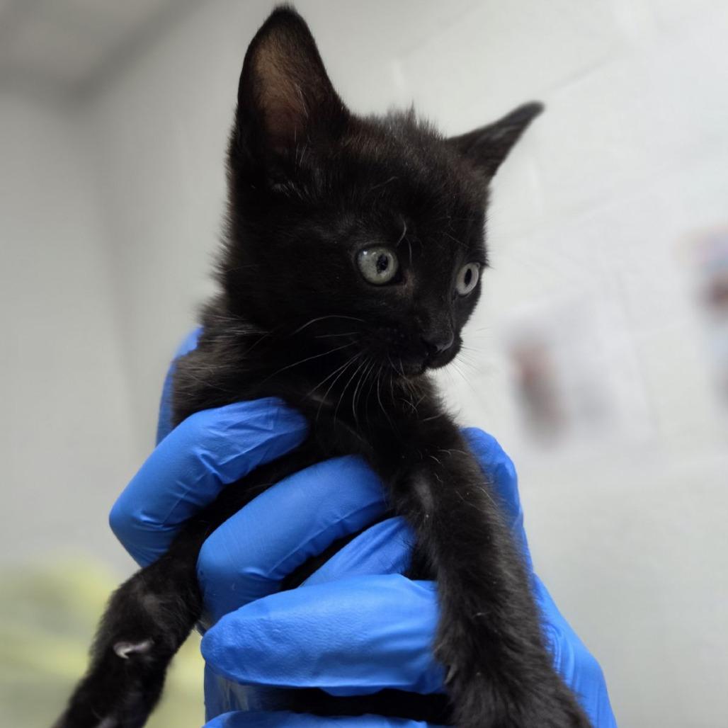 Enlarge Paneer, a Adoptable Domestic Short Hair in Incline Village, NV image 2/5