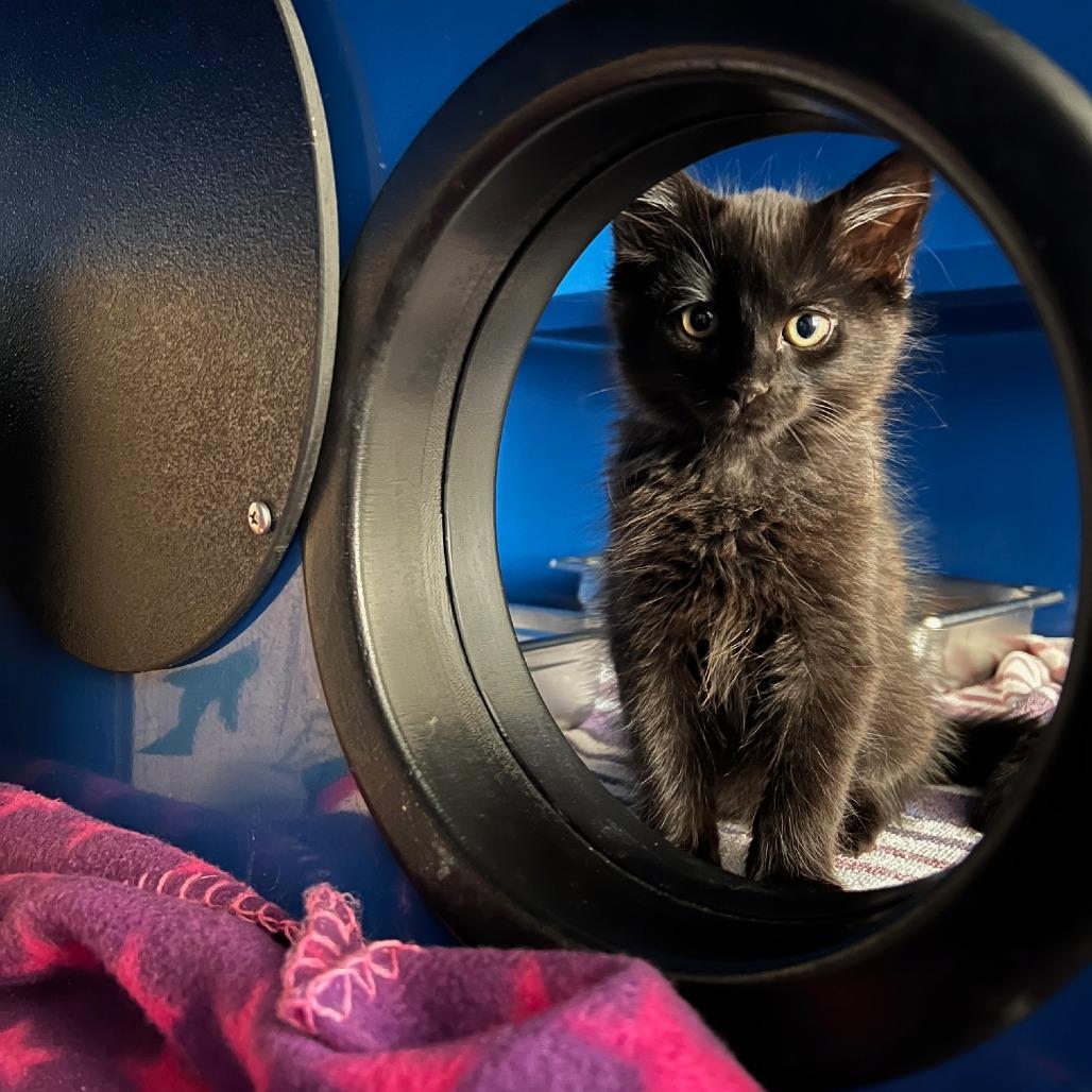 Enlarge Paneer, a Adoptable Domestic Short Hair in Incline Village, NV image 5/5