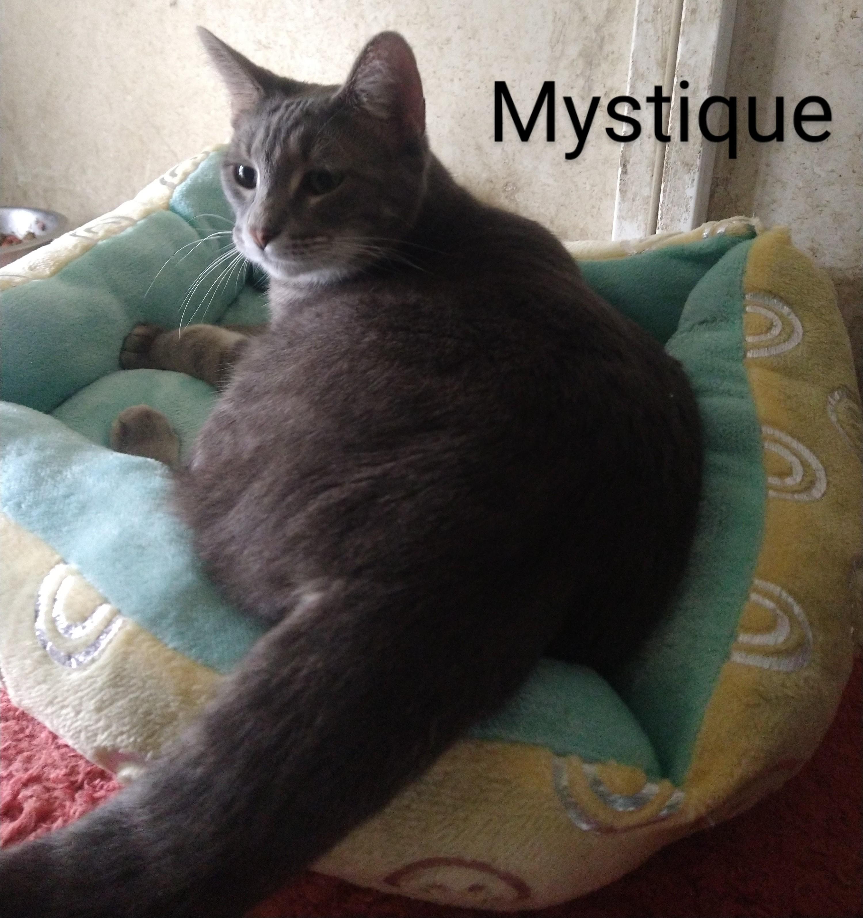 Mystic, a Adoptable mixed breed in Fair Oaks, IN image 1/5