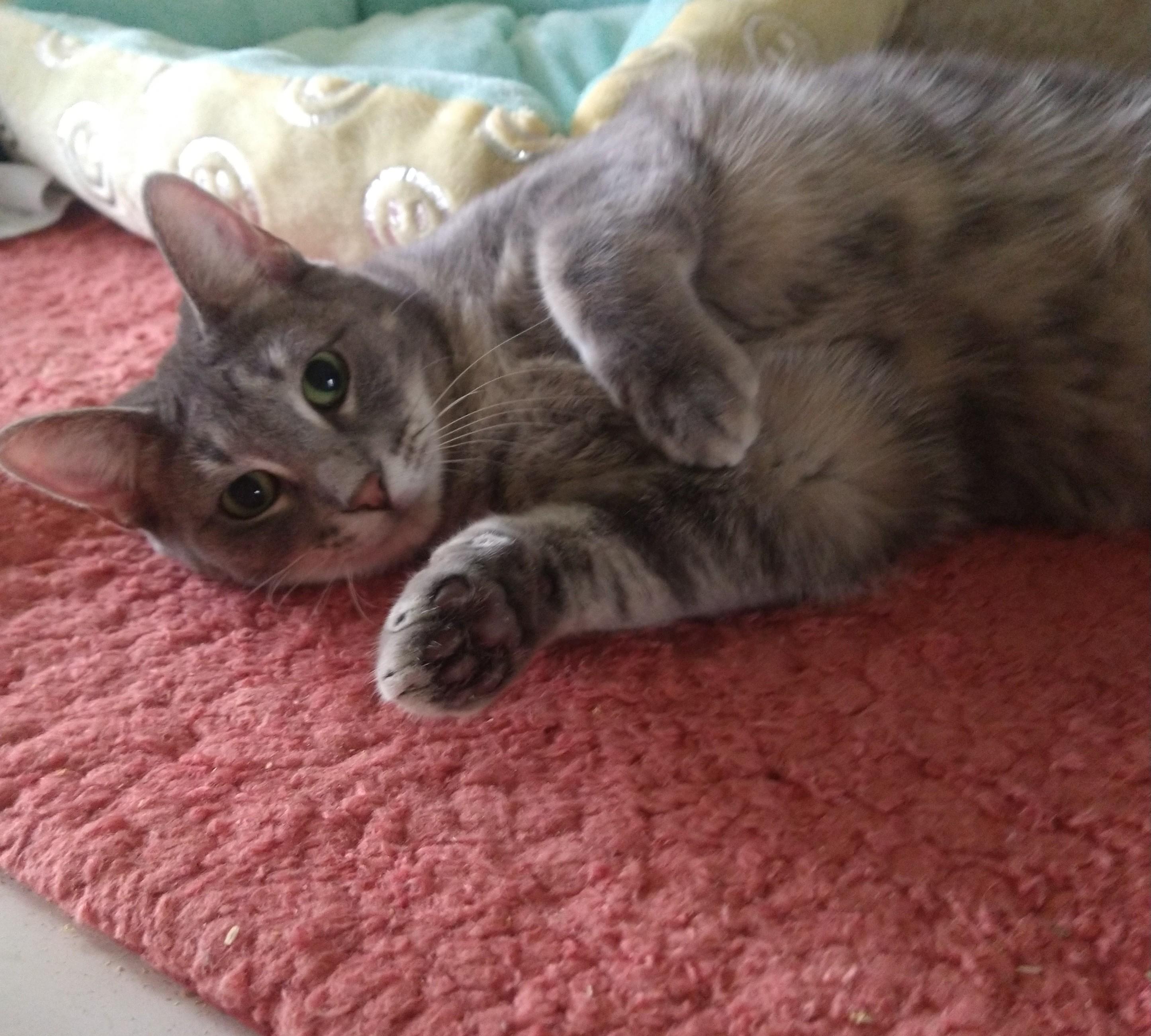 Mystic, Young Female Tabby