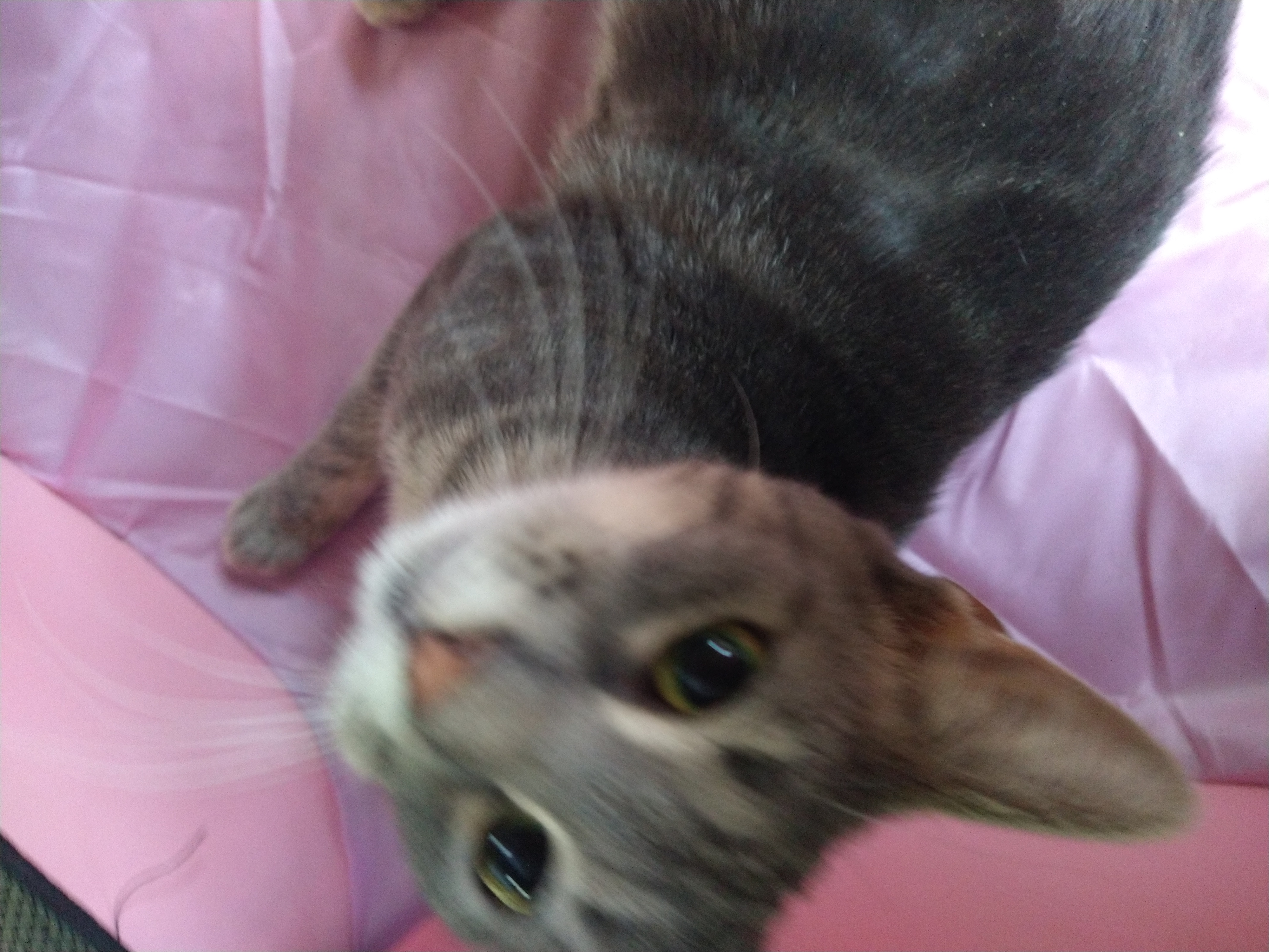 Mystic, a Adoptable mixed breed in Fair Oaks, IN image 3/5