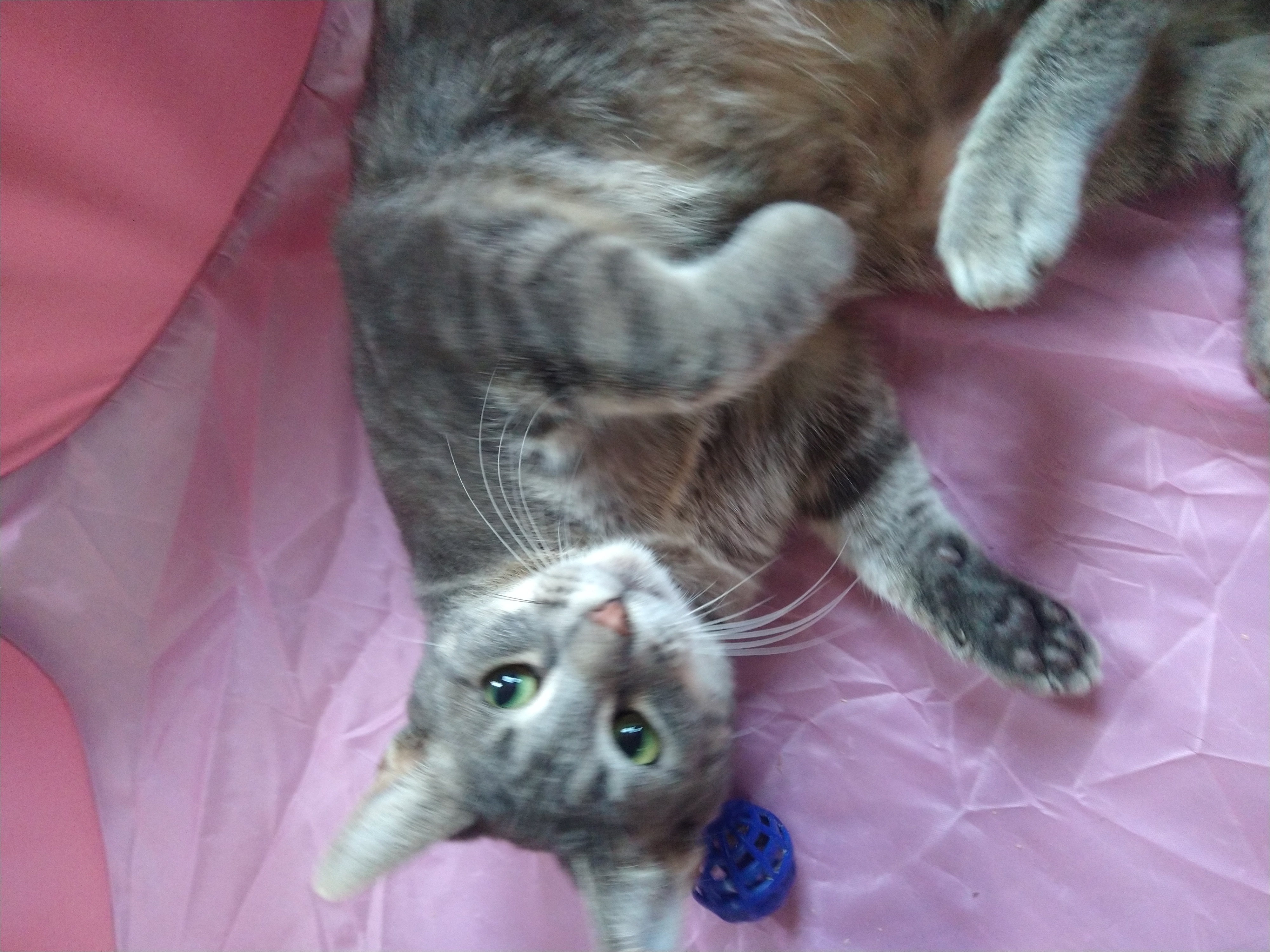 Mystic, a Adoptable mixed breed in Fair Oaks, IN image 4/5